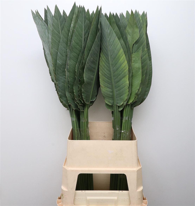 <h4>Strelitzia Leafs</h4>