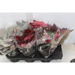 BEGONIA BELEAF P15 PO