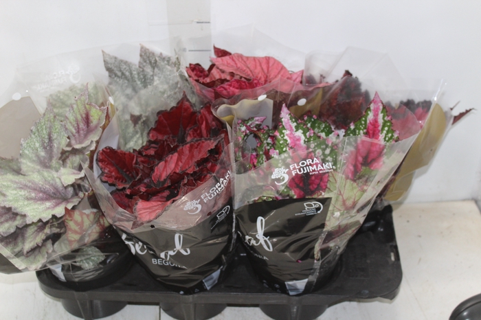 <h4>BEGONIA BELEAF P15 PO</h4>