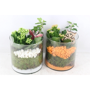 arr2 PL - Glas cilinder 15x15 - oranje/wit