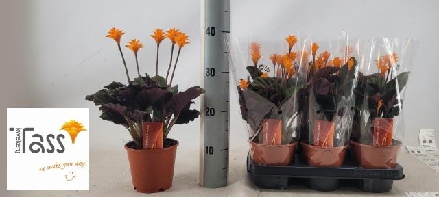 <h4>CALAT CROCATA</h4>