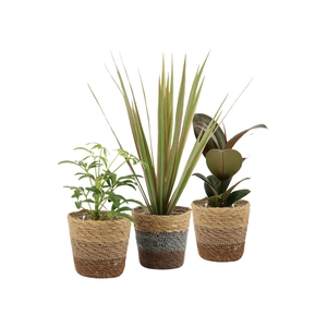 7501256: Solutionss Raw Beauty