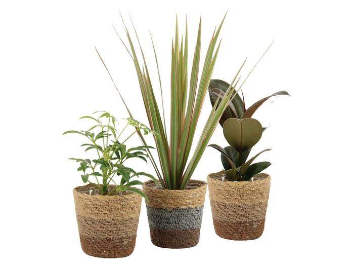 <h4>7501256: Solutionss Raw Beauty Groenmix Greenss</h4>