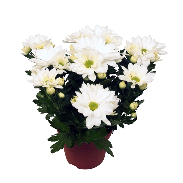 Chrysant Breeze White