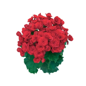 BEGONIA BALADIN P15