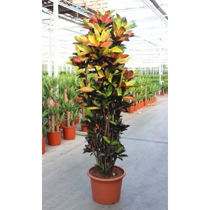 Codiaeum Mrs Iceton