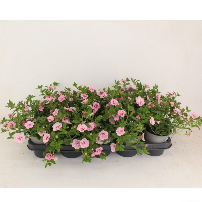 <h4>Calibrachoa Doubble Pink dark eye</h4>