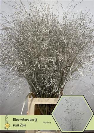 Siergras Panic Kbh Platina P Stem