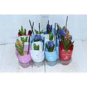 HYACINTHUS P09