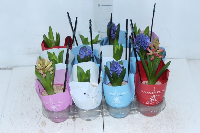 <h4>HYACINTHUS P09</h4>