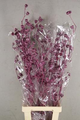 Df Lavatera Bs Met. Pink 120g