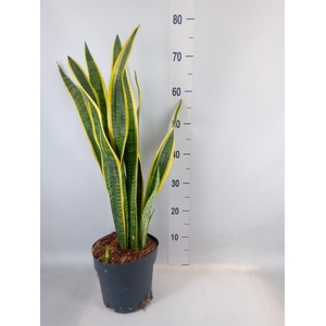 Sansevieria trifa. 'Laurentii'