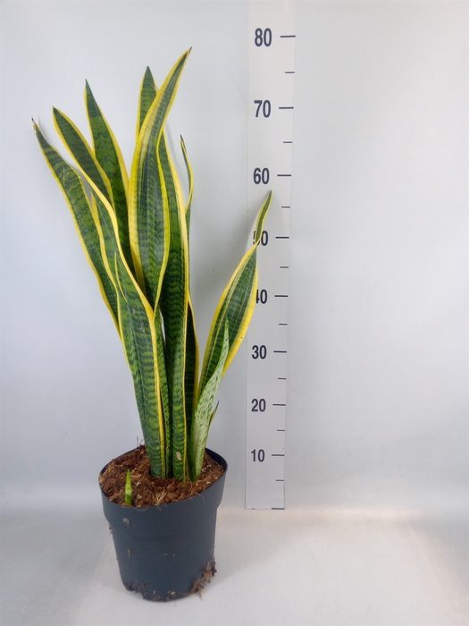 <h4>Sansevieria trifa. 'Laurentii'</h4>