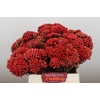 Kaaps Groen Red Brunia Medium