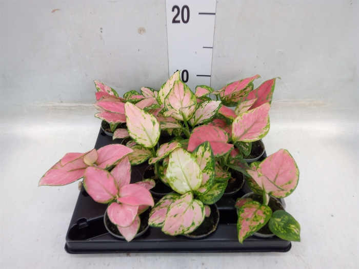 <h4>Aglaonema   ...</h4>