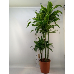 Dracaena fr de 'Art'