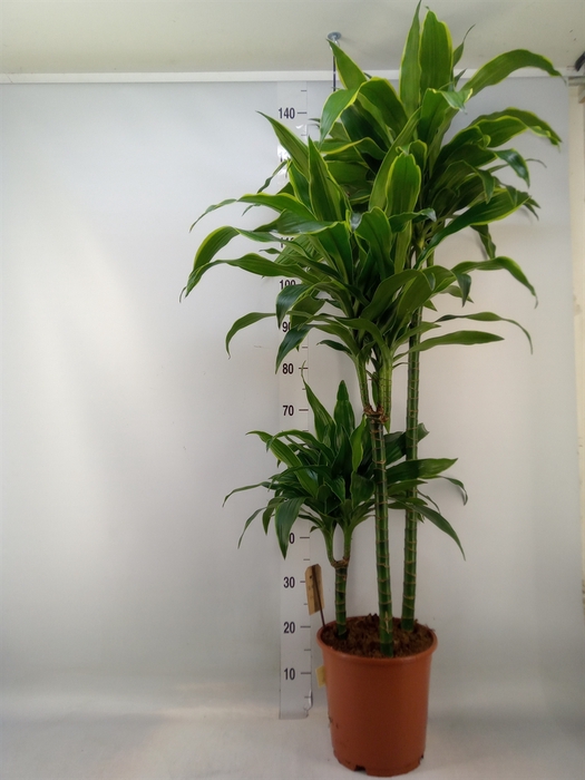 <h4>Dracaena fr de 'Art'</h4>