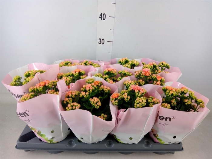 <h4>Kalanchoe blos. ..rosebud</h4>