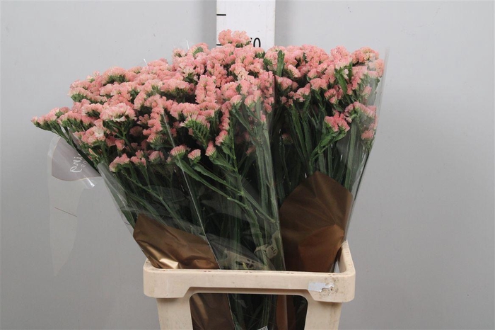 <h4>Lim S Peach Wings</h4>