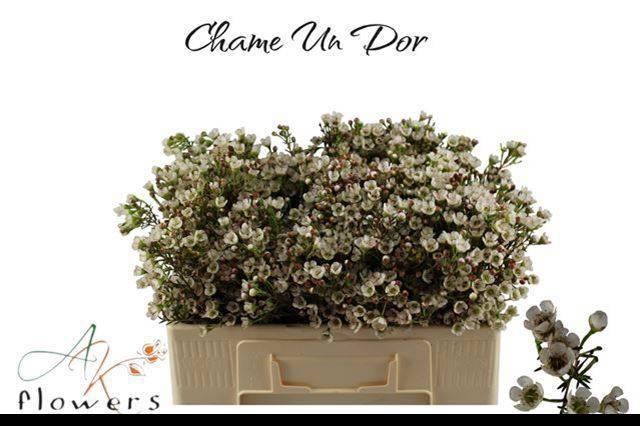 <h4>CHAME UN DOR</h4>