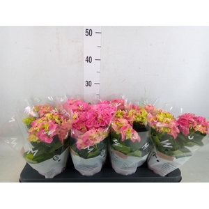 Hydrangea mac. 'Early Rosa'