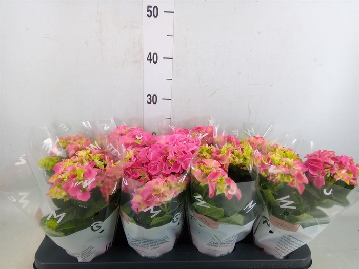 <h4>Hydrangea mac. 'Early Rosa'</h4>