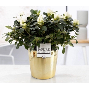 1st class Azalea white in P&PURE Laryssa ceramics shiny gold