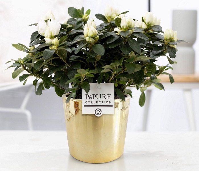 <h4>1st class Azalea white in P&PURE Laryssa ceramics shiny gold</h4>