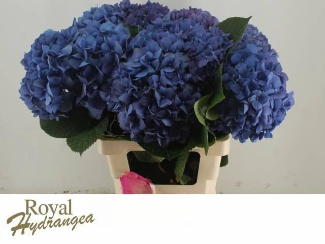 <h4>HYDR M CH PIMPERNEL</h4>