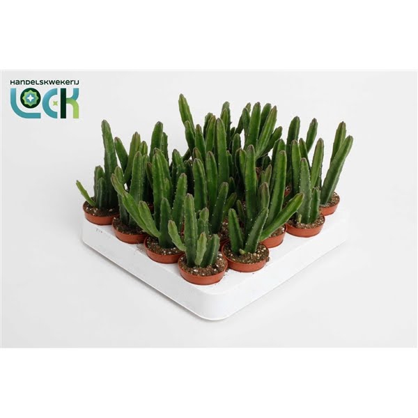 <h4>Stapelia Leendertziae</h4>