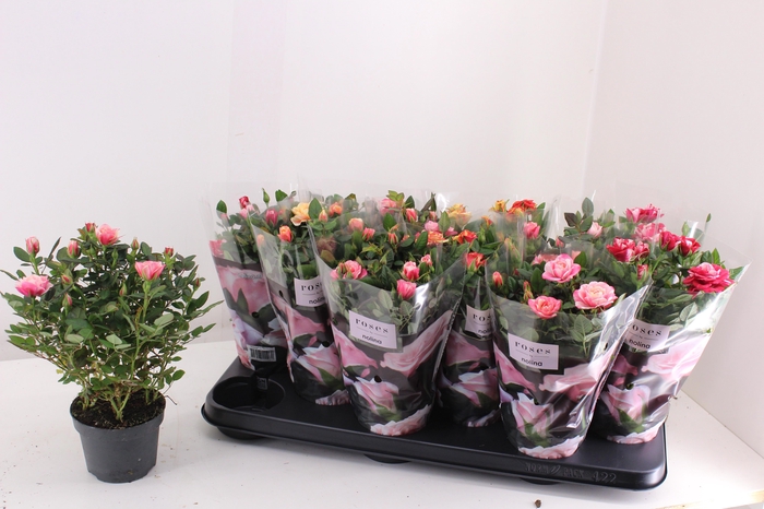 <h4>RO VICTORY GEM</h4>