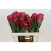 Protea Brenda