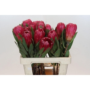 Protea Brenda