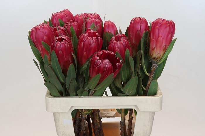 <h4>Protea Brenda</h4>