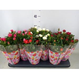 Rosa  'Star Roses'   ...mix