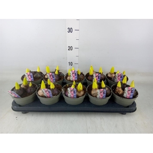 Hyacinthus orie.   ...mix/pot