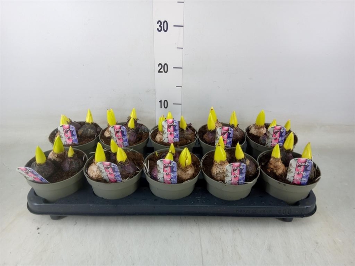 <h4>Hyacinthus orie.   ...mix/pot</h4>