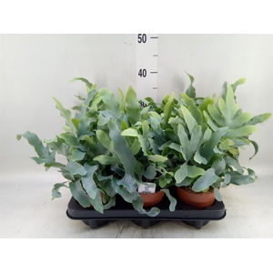 Phlebodium aureum 'Blue Star'
