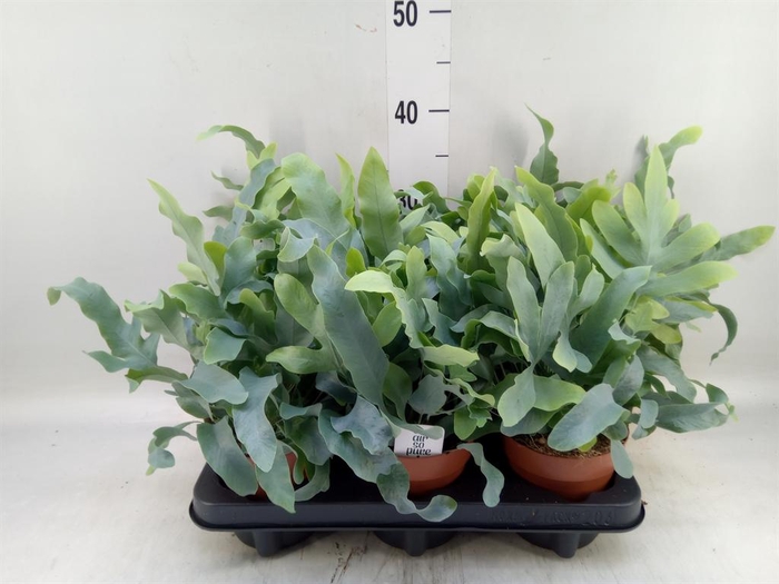 <h4>Phlebodium aureum 'Blue Star'</h4>