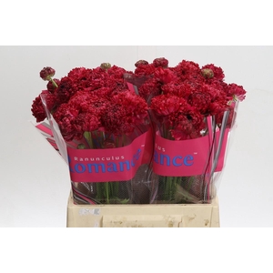 Ranunculus Romance Poodle Chaouen