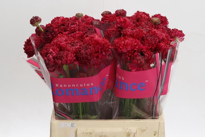 <h4>Ranunculus Romance Poodle Chaouen</h4>
