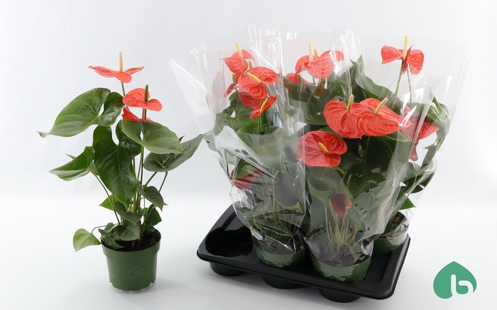 <h4>ANTHU AN NEBRASKA</h4>