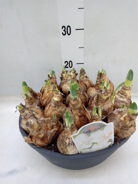 <h4>Narcissus   ...</h4>