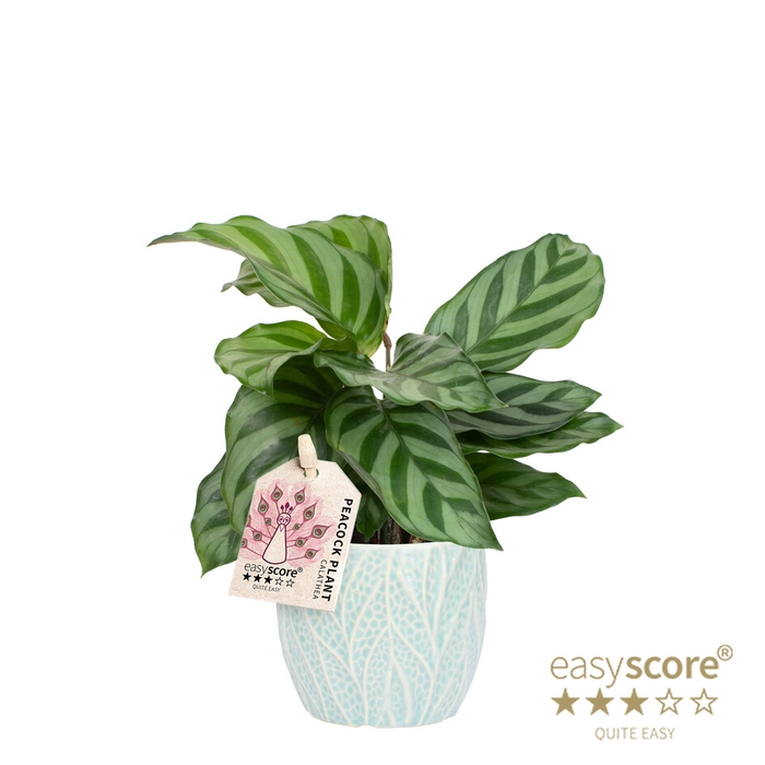 <h4>CALATHEA SPECIES FREDDY P7 LEAF OC</h4>