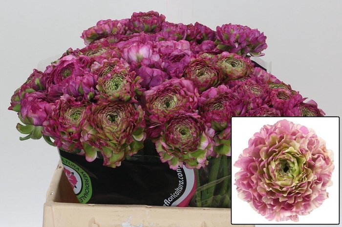 <h4>RANUNCULUS OV</h4>