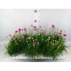 Armeria maritima 'Armada Rose'