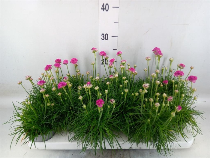 <h4>Armeria maritima 'Armada Rose'</h4>