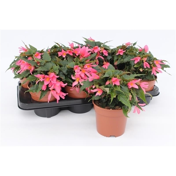<h4>Begonia Waterfall Pink</h4>