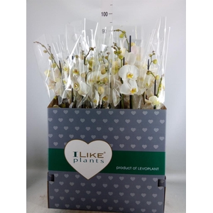Phalaenopsis   ...white