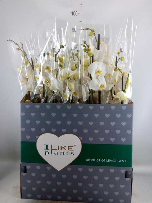 <h4>Phalaenopsis   ...white</h4>